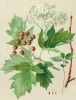 Sorbus torminalis